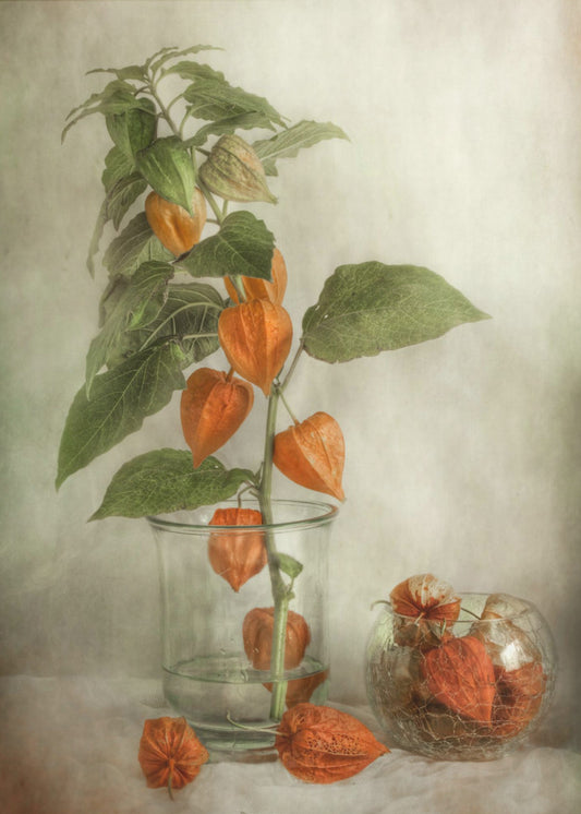 Lanterns | Canvas