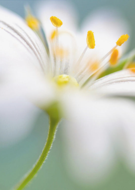Stitchwort surprise | Canvas