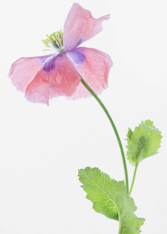 Poppy | Canvas