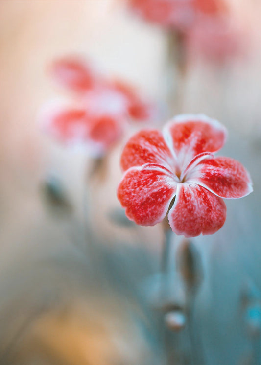 Dianthus | Canvas