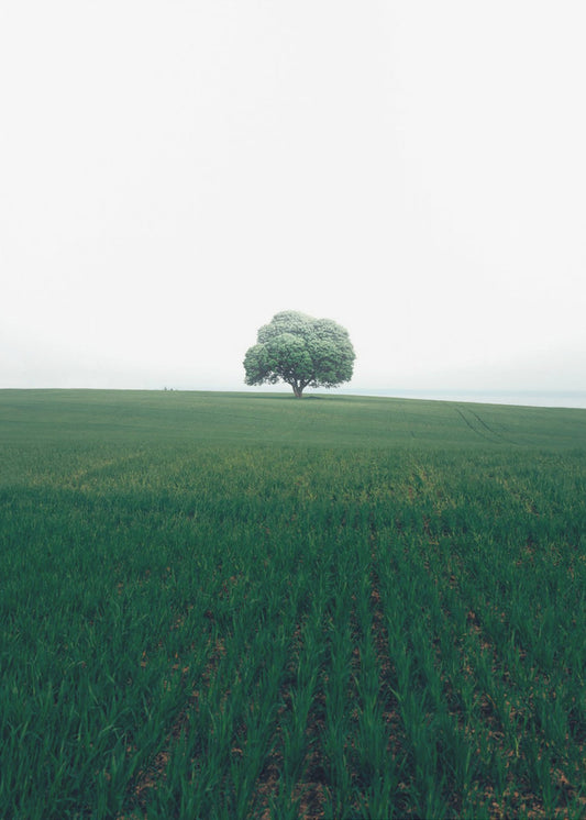 The lonely oak tree | Canvas