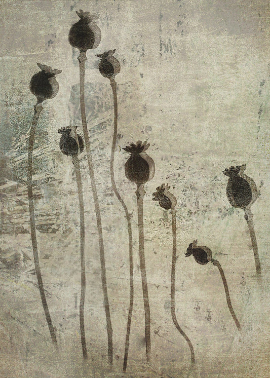 Mohnsetzlinge | Poster