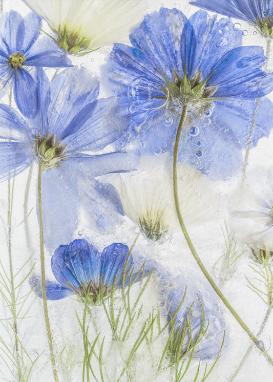 Cosmos blue | Canvas