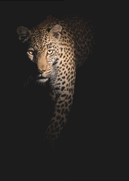 Out of the darkness | Canvas