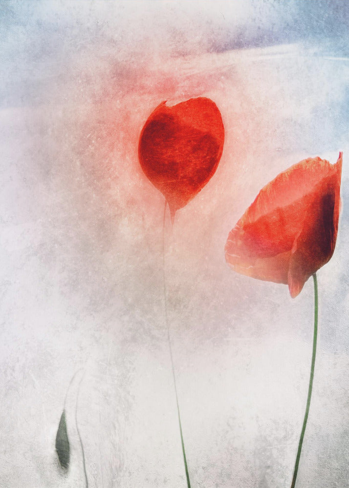 In Flanders Fields | Canvas