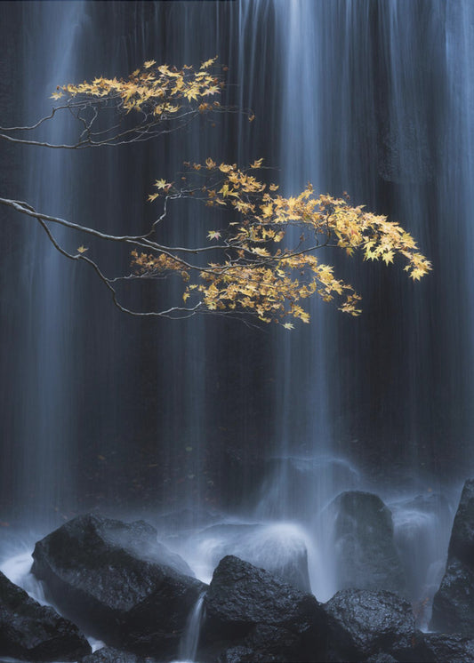 Gelber Herbst | Poster
