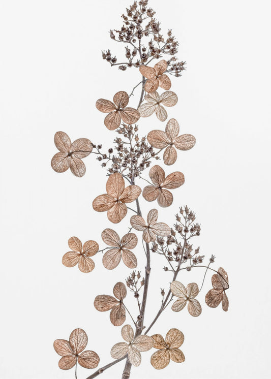 Hydrangea Paniculata | Canvas