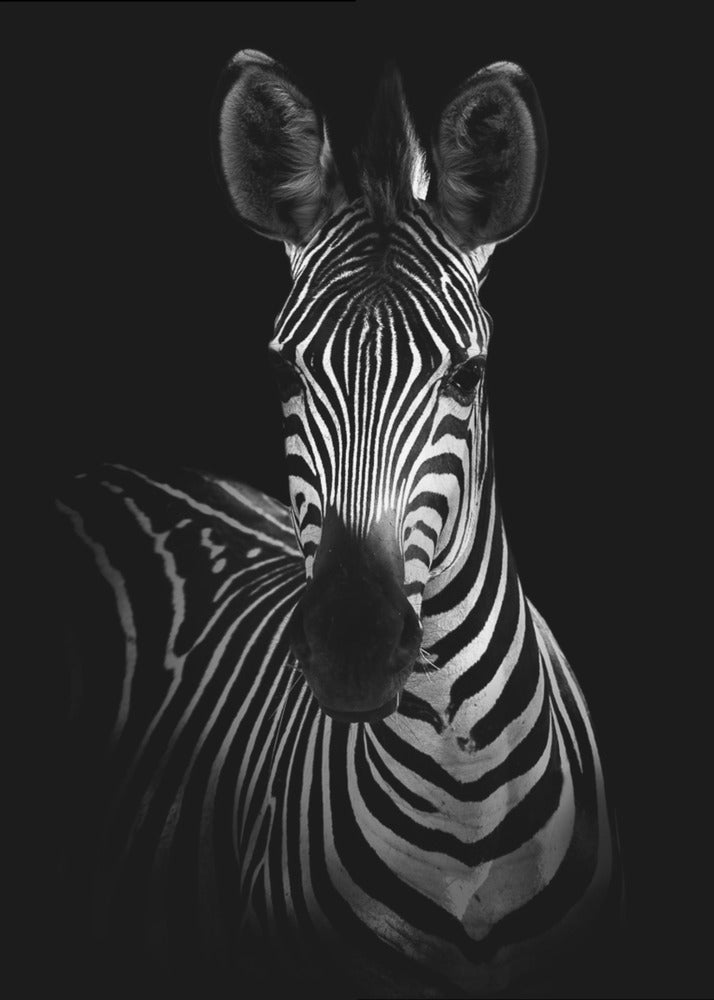 Das Zebra | Poster