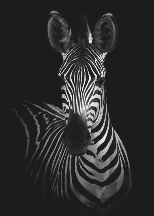 The Zebra | Canvas