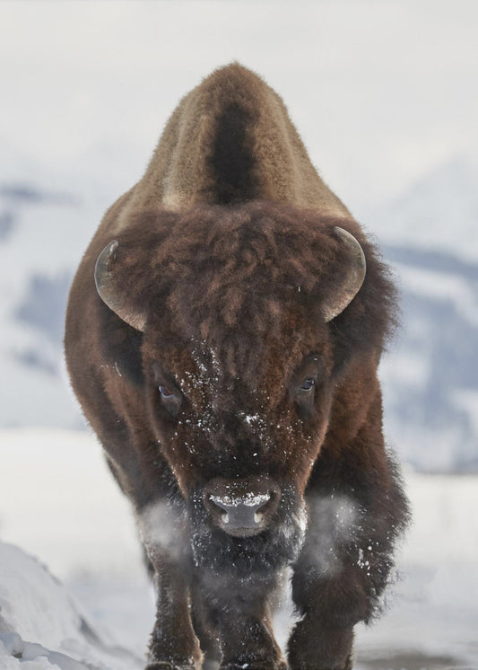 Bison Incoming | Poster