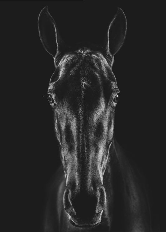 Das Pferd in Noir 15 | Leinwand