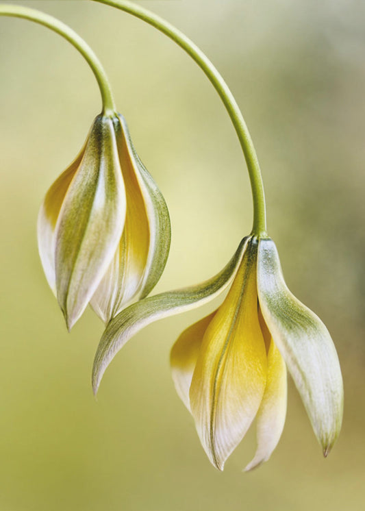Tulipa | Canvas