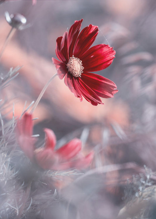 Carmen II | Canvas