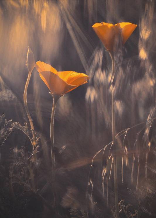 From The Enchanted Secret Garden | Canvas
