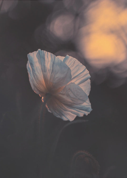 Last Ray | Canvas