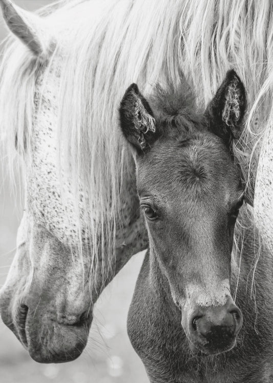 The Foal | Canvas