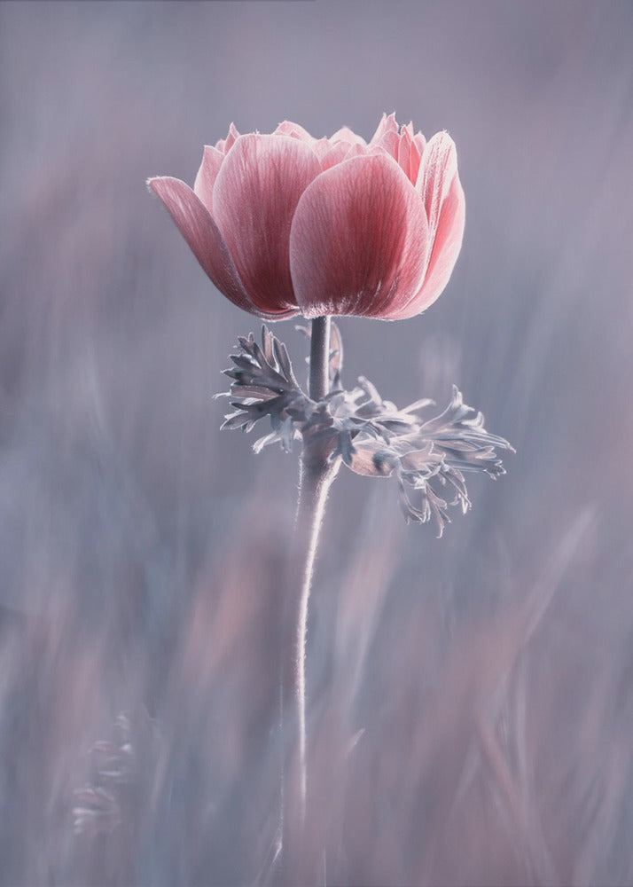 Pink! Na und? | Poster
