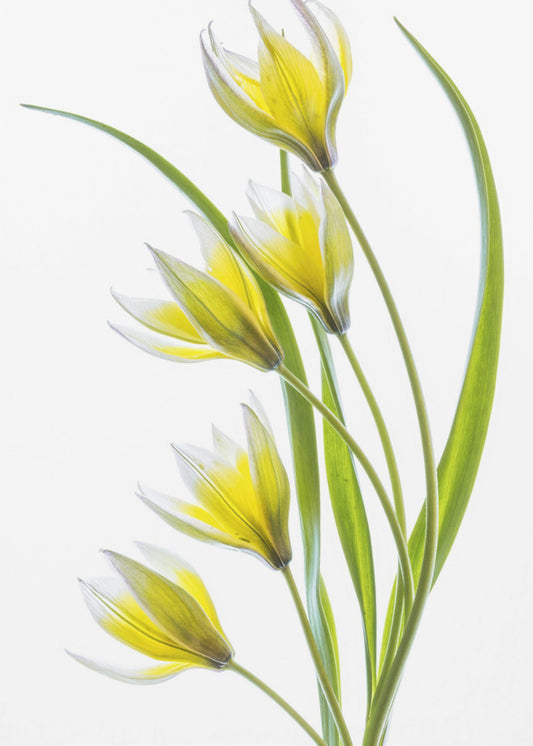 ~Tulipa | Canvas