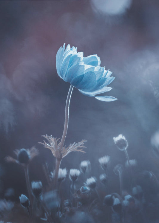 Eine kurze Blumengeschichte | Leinwand