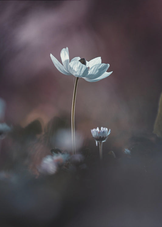Elles, mes fleurs, émoi | Canvas
