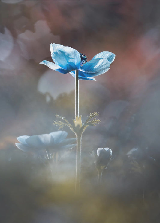 Blühen wie eine Blume | Leinwand