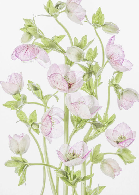 Hellebore | Canvas