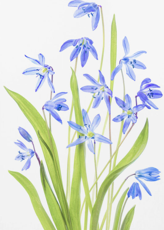 Scilla | Leinwand