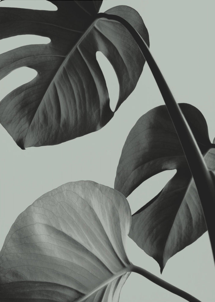 Monstera Teal 07 | Leinwand