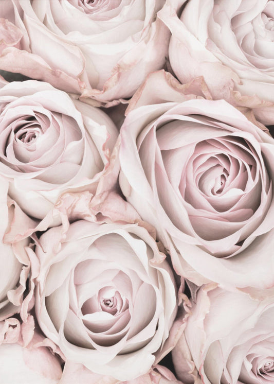 Pink Roses No 01 | Canvas