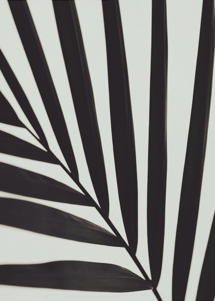 Grafik Palmblatt_1 | Poster