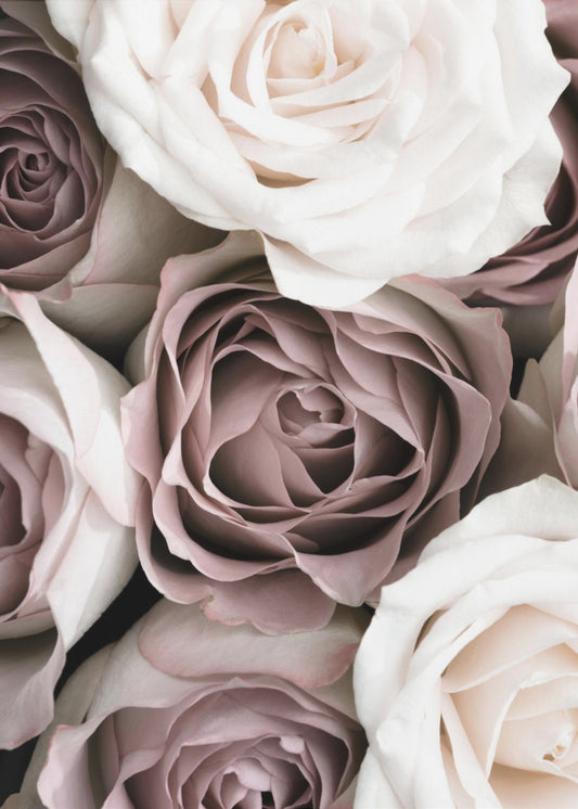 Roses | Canvas