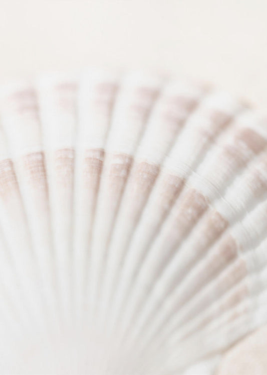 Shell | Canvas