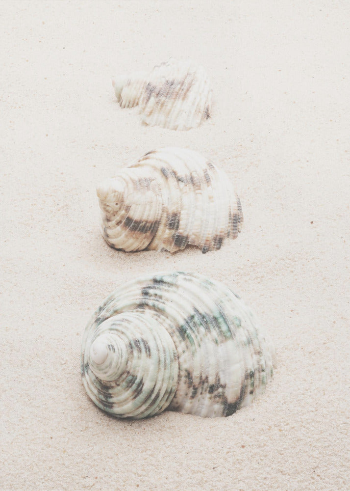 Muscheln | Leinwand