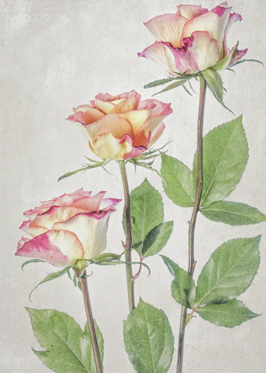 Roses | Canvas