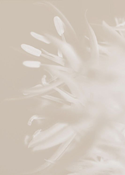 Flower Beige_1 | Canvas