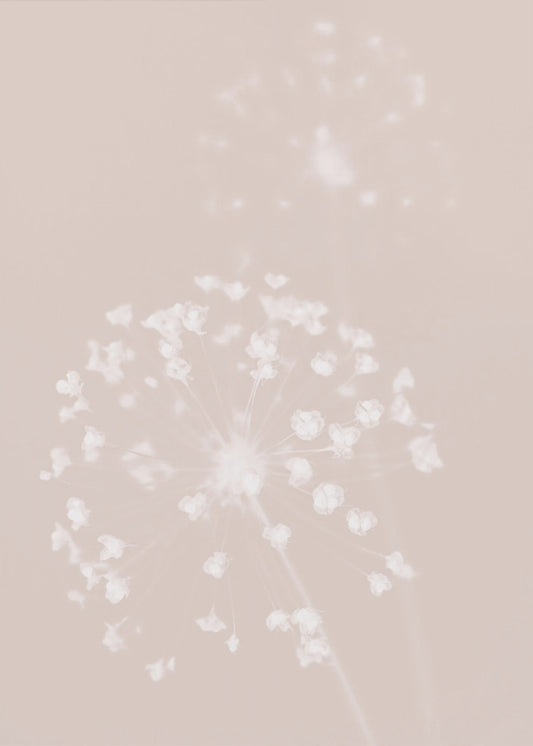 Getrocknete Blume Rosa | Poster