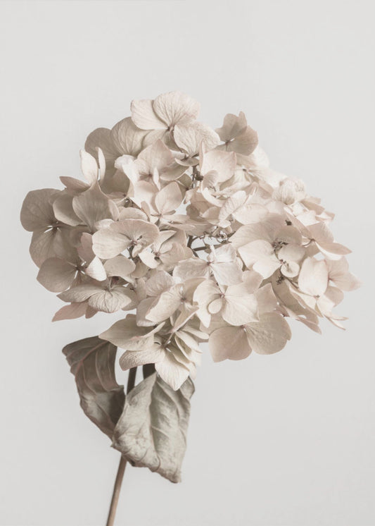 Beige Trockenblume | Poster