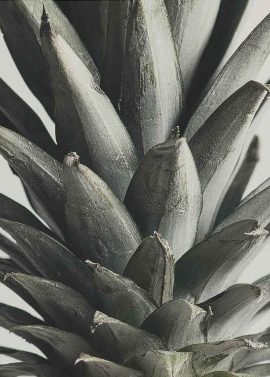 Pineapple close up | Canvas