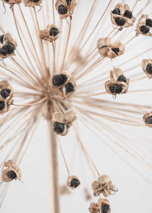 Dried_007 | Canvas