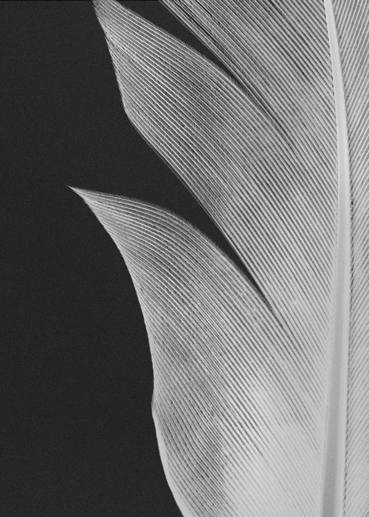 Feather_005 | Canvas
