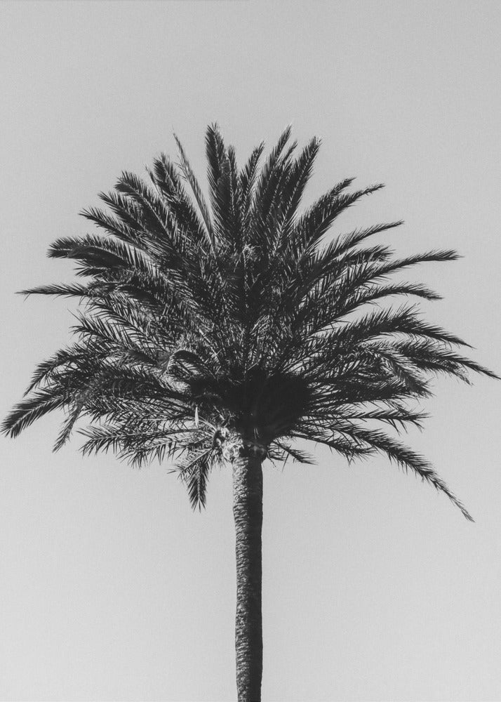 Palme_003 | Leinwand