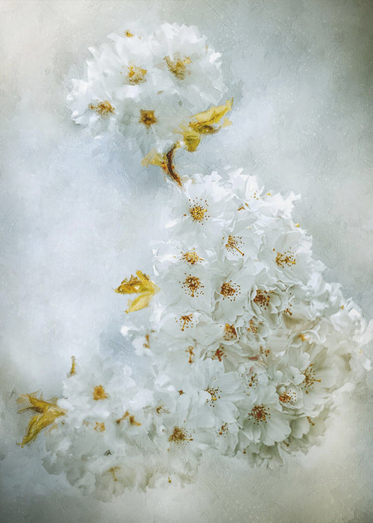 Kirschblüten | Leinwand