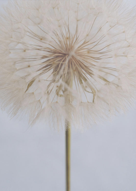 Zarte Pusteblume | Leinwand