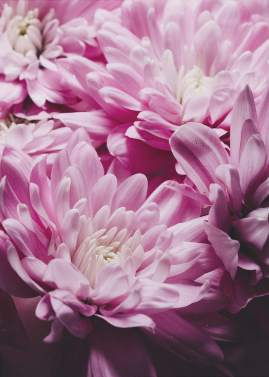Vibrant Pink Chrysanthemums Blossoms | Canvas
