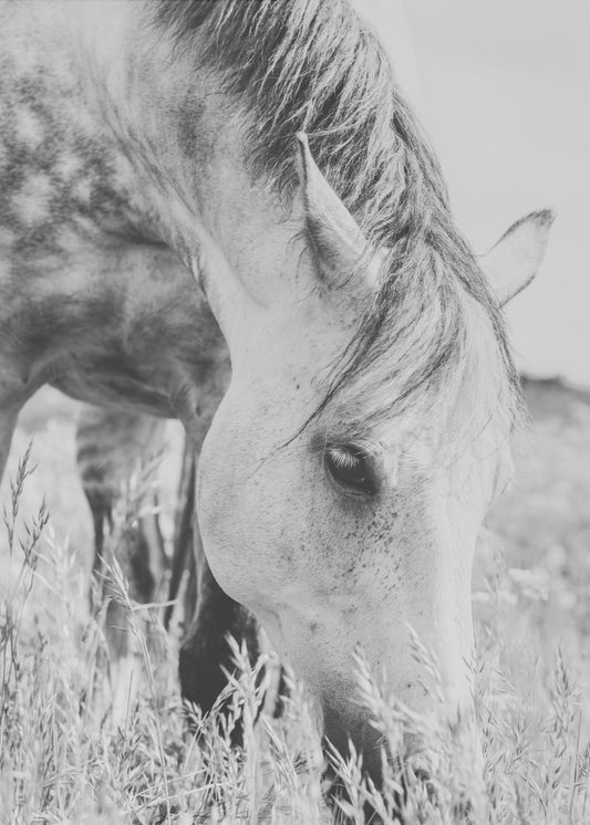 stallion | Canvas