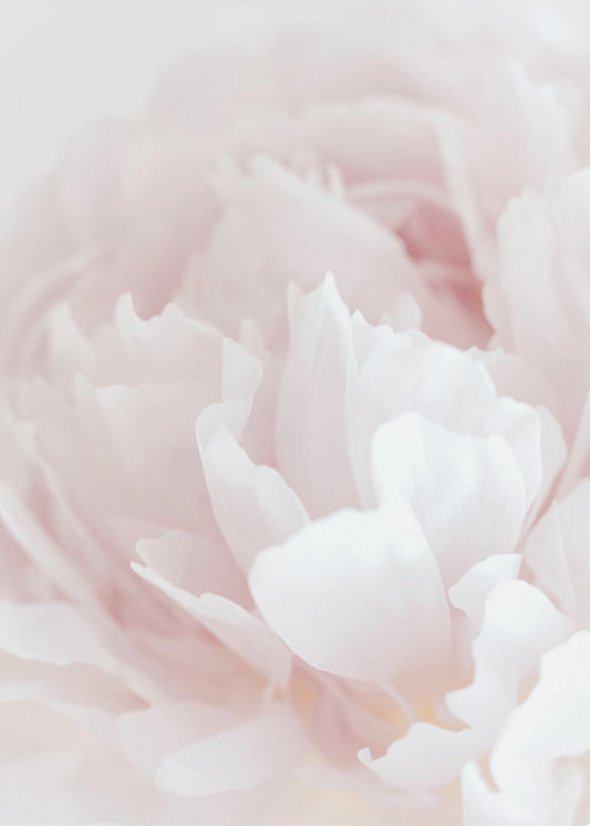 Peony 05 | Canvas