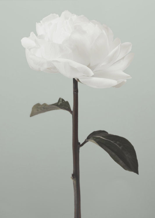 Peony 16 | Canvas