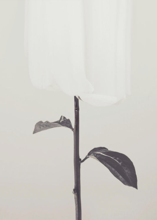 Peony 18 | Poster