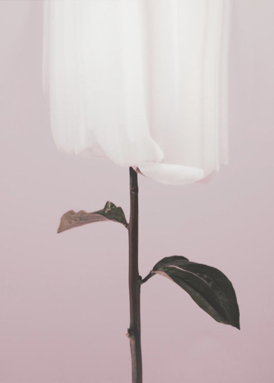 Peony 19 | Canvas
