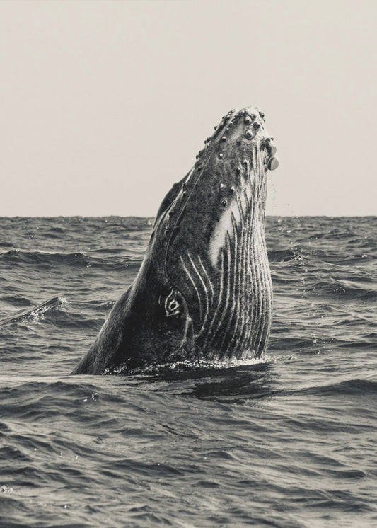 Secret of Whale | Canvas